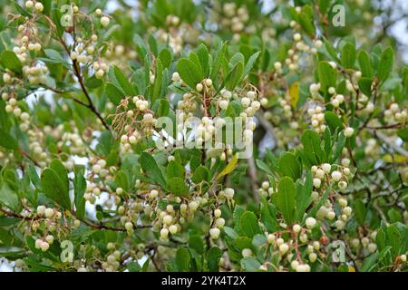 Fleurs blanches, de l'Arbutus unedo, communément appelé fraisier, en fleur. Banque D'Images