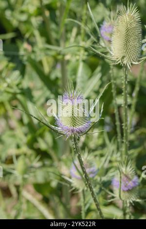 Inflorescence du teasel sauvage (Dipsacus fullonum). Banque D'Images