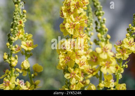 Molène noire (Verbascum nigrum) en floraison. Banque D'Images