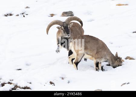 L'image d'Argali (Ovis ammon) ou mouton de montagne a été prise dans la vallée de Spiti, Kiber, Himachal Pradesh, Inde Banque D'Images