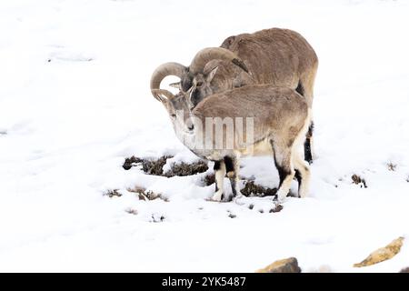 L'image d'Argali (Ovis ammon) ou mouton de montagne a été prise dans la vallée de Spiti, Kiber, Himachal Pradesh, Inde Banque D'Images