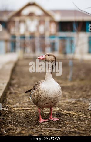 Oie dans le village. Photo verticale Banque D'Images