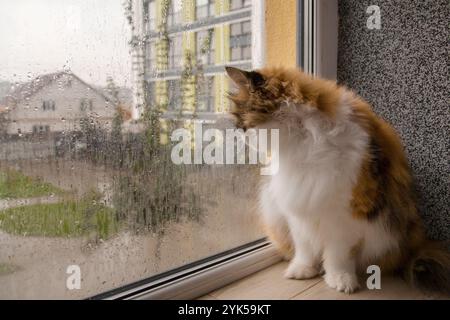 Le chat regarde tristement par la fenêtre brumeuse donnant sur la rue. Mauvais temps pluvieux Banque D'Images