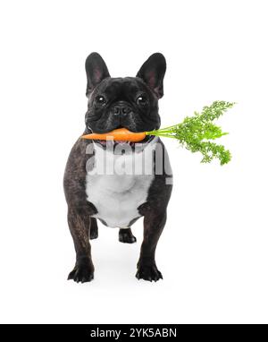 Bouledogue français mignon avec carotte fraîche sur fond blanc Banque D'Images
