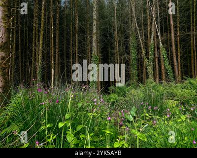 Bordure de forêt de pins dense. De nombreux arbres minces. Le sous-bois comprend des fougères et des fleurs sauvages violettes. La scène est naturelle et intacte. Banque D'Images