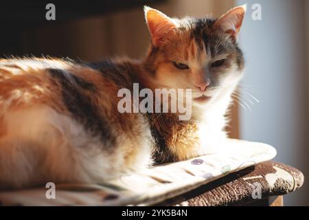 Gros plan d'un beau chat Banque D'Images