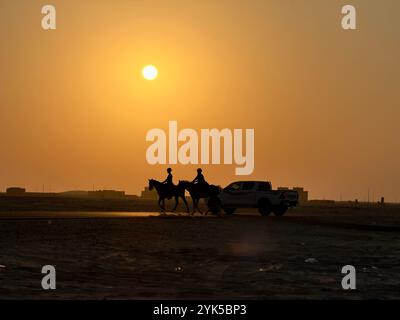 Coucher du soleil , équitation , chevaux arabes dans le désert , l'un des meilleurs chevaux pour l'endurance, la compétition ou tout simplement comme un animal de compagnie amical , moyen-Orient Banque D'Images