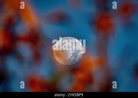 Placentia, Californie, États-Unis. 17 novembre 2024. Dans le sud de la Californie, la presque pleine lune brille à travers les feuilles orange d'un arbre Sweet Gum à l'aube. La lune d'aujourd'hui est en fait appelée une lune gibbeuse décroissante, deux jours après ses pleins complets, avec 95,36% de la surface. (Crédit image : © Bruce Chambers/ZUMA Press Wire) USAGE ÉDITORIAL SEULEMENT! Non destiné à UN USAGE commercial ! Crédit : ZUMA Press, Inc/Alamy Live News Banque D'Images