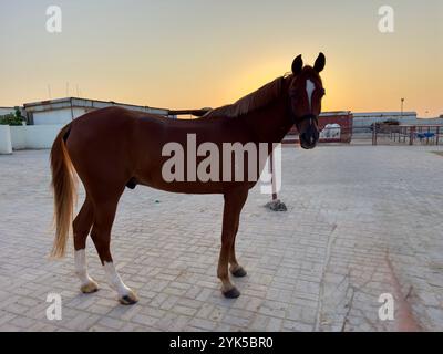 Cheval arabe dans le désert , l'un des meilleurs chevaux pour l'endurance, la compétition ou tout simplement comme un animal de compagnie amical , moyen-Orient Banque D'Images