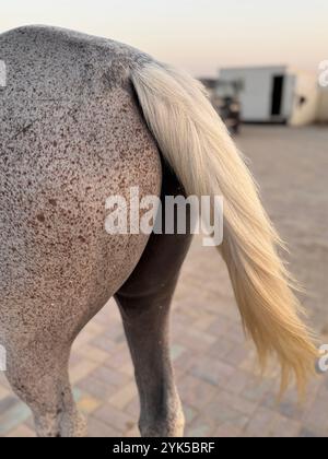 Queue animale - cheval arabe dans le désert , l'un des meilleurs chevaux pour l'endurance, la compétition ou tout simplement comme un animal de compagnie amical , moyen-Orient Banque D'Images