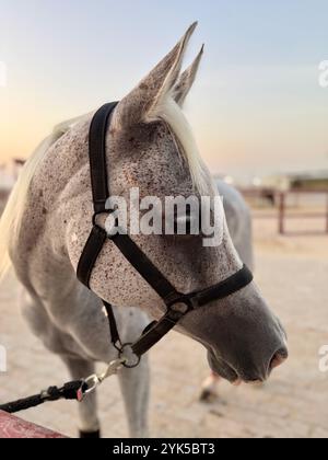 Portrait de cheval arabe dans le désert , l'un des meilleurs chevaux pour l'endurance, la compétition ou tout simplement comme un animal de compagnie amical , moyen-Orient Banque D'Images