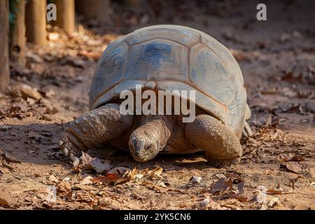 Grande tortue se déplaçant lentement à travers la plage - photographie de la faune Banque D'Images