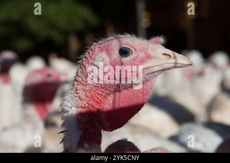 Dindes à la ferme : préparation pour la fête de Thanksgiving Banque D'Images