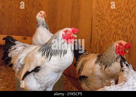 Poulet dans une maison de poulet – scène de ferme rurale avec de la volaille Banque D'Images