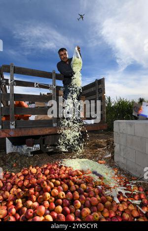 Huerta del Valle (HDV) fournit un service aux entreprises locales lorsque Nicolas Reza, employé de HDV, ramasse des déchets organiques tels que la nectarine et le chou coupé auprès d’un distributeur de nourriture pour la zone de compost du jardin et de la ferme soutenu par la communauté biologique de 4 hectares au milieu d’une communauté urbaine à faible revenu, où Tomas Aguilar-Campos, écologiste du district de Redlands du Département de l'Agriculture des États-Unis (USDA), travaille en étroite collaboration avec Maria Alonso, cofondatrice et directrice générale, alors qu'elle continue d'améliorer l'exploitation agricole en Ontario, en Californie, le 13 novembre 2018. Banque D'Images