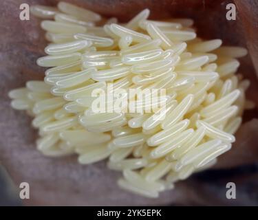 Dépôt des oeufs pondus par une mouche sur un paquet de viande. Banque D'Images