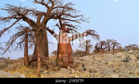 Le Baobab, Adansonia digitata, Kubu Island, mer Blanche de sel, Lekhubu, Makgadikgadi Pans National Park, Botswana, Africa Banque D'Images