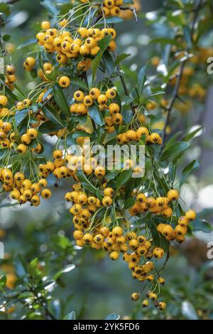 Pyracantha coccinea de la famille des Rosaceae, également connu sous le nom de firethorn Banque D'Images