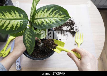 Rempotage d'une plante à la maison Dieffenbachia Tropic Snow dans un nouveau pot à l'intérieur de la maison dans un double pot avec arrosage automatique. Entretien d'une plante en pot, c Banque D'Images