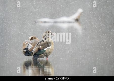 Deux oies du Nil (Alopochen aegyptiacus) debout dans l'eau entourées de neige tombante tandis qu'une branche est visible en arrière-plan, Hesse, Allemagne, E Banque D'Images