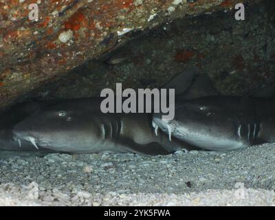 Deux requins, requin bambou brun (Chiloscyllium punctatum), couché tranquillement côte à côte dans une grotte sous-marine sombre, site de plongée SD, Nusa Ceningan, nus Banque D'Images