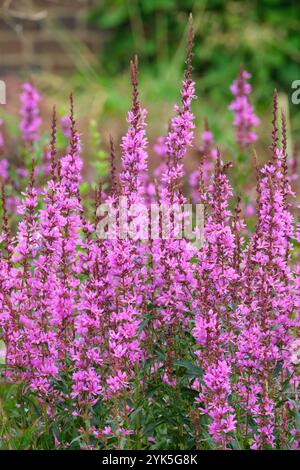 Lythrum virgatum Dropmore Purple, Lythrum salicaria Dropmore Purple, baguette loosestrife Dropmore Purple, pointes rougeâtre-violet de fleurs en été Banque D'Images