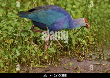 Tétras violet (Porphyrio porphyrio), Wakodahatchee Wetlands, Delray Beach, Floride, États-Unis, Amérique du Nord Banque D'Images