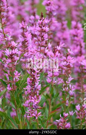 Lythrum virgatum Dropmore Purple, Lythrum salicaria Dropmore Purple, baguette loosestrife Dropmore Purple, pointes rougeâtre-violet de fleurs en été Banque D'Images