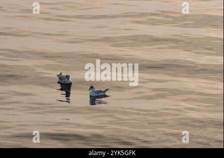 Fulmars du Nord (Fulmaris glacialis) nageant sur la mer, mer de Barents, Nord-est de l'Islande, archipel de Svalbard et Jan Mayen, Norvège, Europe Banque D'Images