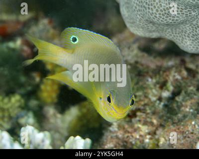 Poisson jaune avec des nageoires détaillées, Ambon demoiselle (Pomacentrus amboinensis), demoiselle damoiselle, baignade dans la région du récif, site de plongée Twin Reef, Pen Banque D'Images