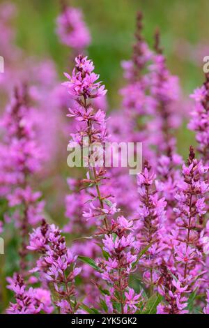 Lythrum virgatum Dropmore Purple, Lythrum salicaria Dropmore Purple, baguette loosestrife Dropmore Purple, pointes rougeâtre-violet de fleurs en été Banque D'Images