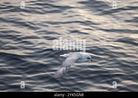 Fulmar septentrional (Fulmaris glacialis) en vol au-dessus de la surface de la mer, mer de Barents, Nord-est de l'Islande, archipel de Svalbard et Jan Mayen, Norvège, Europ Banque D'Images