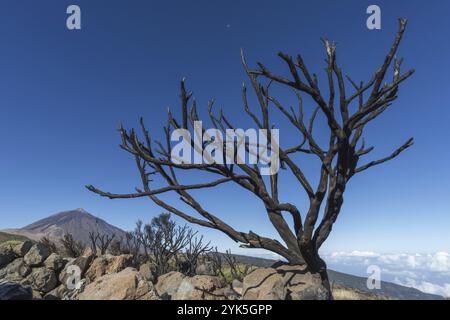 Panorama de l'est sur le Parc National du Teide, Parque Nacional del Teide, jusqu'au Pico del Teide, 3715m, Tenerife, Îles Canaries, Espagne, Europe Banque D'Images