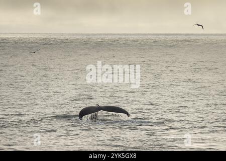 Fluke, baleine à bosse (Megaptera novaeangliae), mer de Barents, Nord-est de l'Islande, archipel du Svalbard et Jan Mayen, Norvège, Europe Banque D'Images