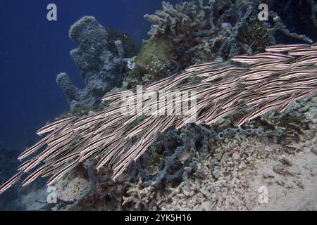 Une école de poissons-chats rayés (Plotosus lineatus) nageant au-dessus d'un récif corallien dans l'eau bleue, site de plongée Coral Garden, Menjangan, Bali, Indonésie, Asie Banque D'Images