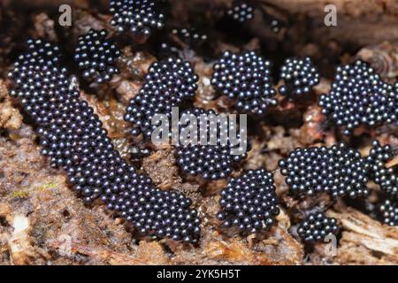 Les guêpes nidifient de nombreux corps de fructification ressemblant à des framboises noires les uns à côté des autres sur le tronc d'arbre Banque D'Images