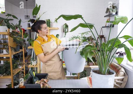 Rempotage de la plante de maison strelitzia nicolai dans nouveau pot grand panier dans l'intérieur de la maison. Femme dans un tablier surpris par la grande taille, Caring pour un pot p Banque D'Images