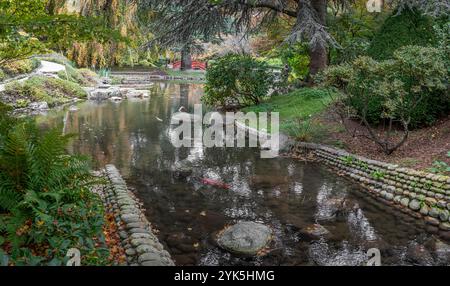 Boulogne-Billancourt, France - 11 12 2024 : jardin d'Albert Kahn. Pan9oramic vue d'un étang Koi, arbres colorés et feuilles d'érable rouge dans un gard japonais Banque D'Images