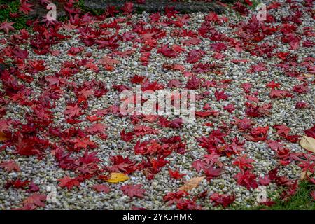 Le jardin d'Albert Kahn. Vue des feuilles d'érable rouge sur le sol en automne Banque D'Images