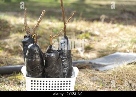 Plants d'arbustes fruitiers et d'arbres dans des tubes, prêts à planter dans le jardin. Préparation pour la plantation, la culture de baies naturelles dans le lit de jardin Banque D'Images