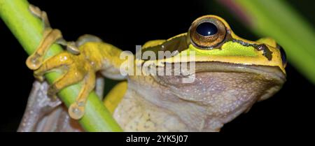 Grenouille d'arbre à bandes croisées de la Nouvelle Grenade, Smilisca phaeota, forêt tropicale, parc national de Corcovado, zone de conservation d'Osa, péninsule d'Osa, Costa Rica, Banque D'Images