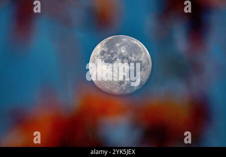 Placentia, Californie, États-Unis. 17 novembre 2024. Dans le sud de la Californie, la presque pleine lune brille à travers les feuilles orange d'un arbre Sweet Gum à l'aube. La lune d'aujourd'hui est en fait appelée une lune gibbeuse décroissante, deux jours après ses pleins complets, avec 95,36% de la surface. (Crédit image : © Bruce Chambers/ZUMA Press Wire) USAGE ÉDITORIAL SEULEMENT! Non destiné à UN USAGE commercial ! Banque D'Images