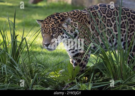 Jaguar rôdant dans de longues herbes. Panthera Onca Banque D'Images