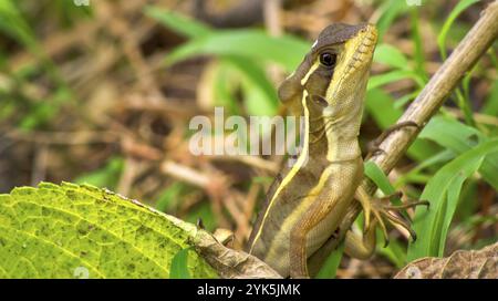 Basilic commun, Jésus Christ lézard, Basiliscus basiliscus, forêt tropicale humide, Costa Rica, Amérique centrale, Amérique, Amérique centrale Banque D'Images