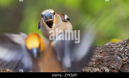 Hawfinch, Coccothraustes occothraustes, forêt méditerranéenne, Castilla y Leon, Espagne, Europe Banque D'Images