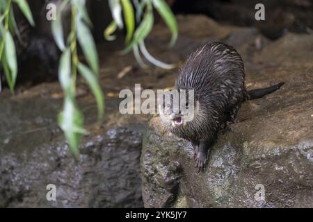 Groupe de loutre orientale à petites griffes (Amblonyx cinereus), également connu sous le nom de loutre asiatique à petites griffes Banque D'Images