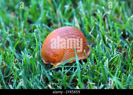 Limace, limace rouge, Arion rufus, ravageur dans les jardins et les champs agricoles. Sur la pelouse. Banque D'Images