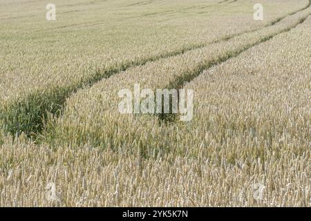 Champ de blé. Les épis de blé d'or sur le terrain. Contexte de la maturation des épis de blé meadow field. Concept riche récolte Banque D'Images