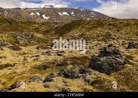 Champ de lave moussy, Snaefellsnes, Islande, Europe Banque D'Images