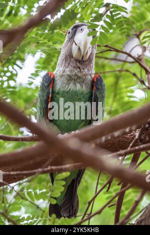 Perroquet du Cap (Poicephalus robustus) oiseau exotique assis sur l'arbre Banque D'Images